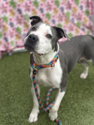 Unity, Adult Female Pit Bull Terrier