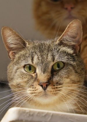 Grace is a calm gentle soul who values peace and quiet Shes a little shy at first but warms up
