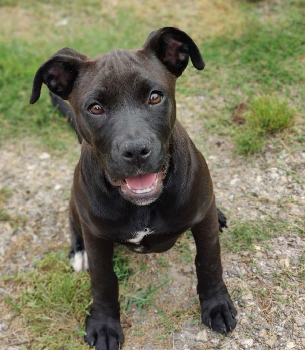 Pet Image