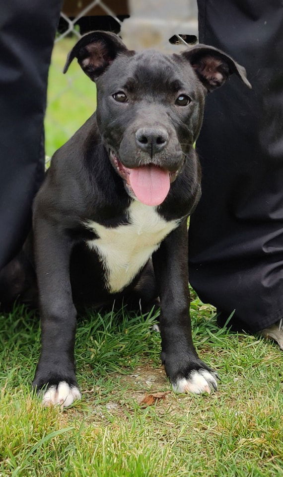 Pet Image
