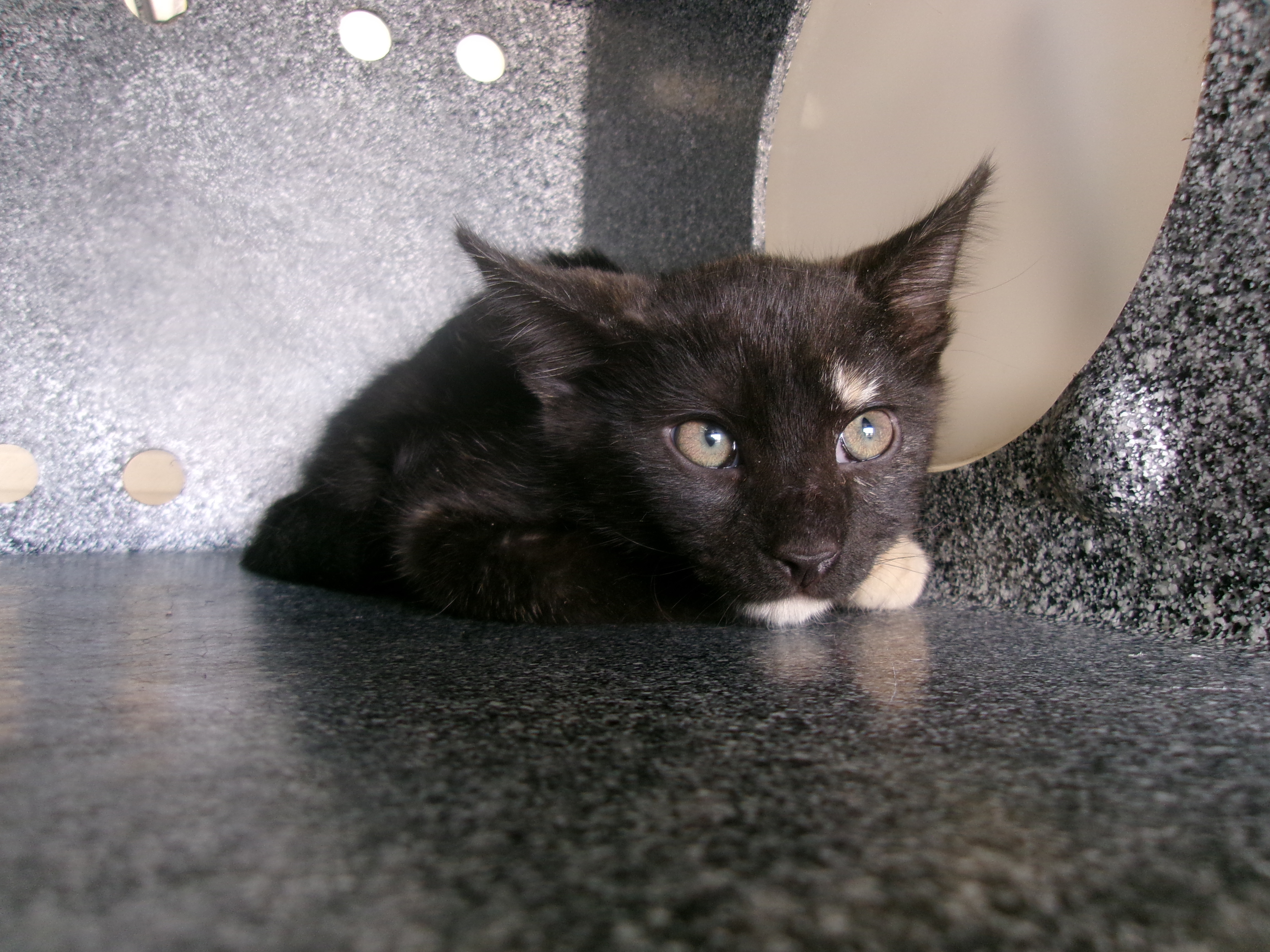 Moonlight *, an adoptable Domestic Long Hair in Clovis, NM, 88101 | Photo Image 1
