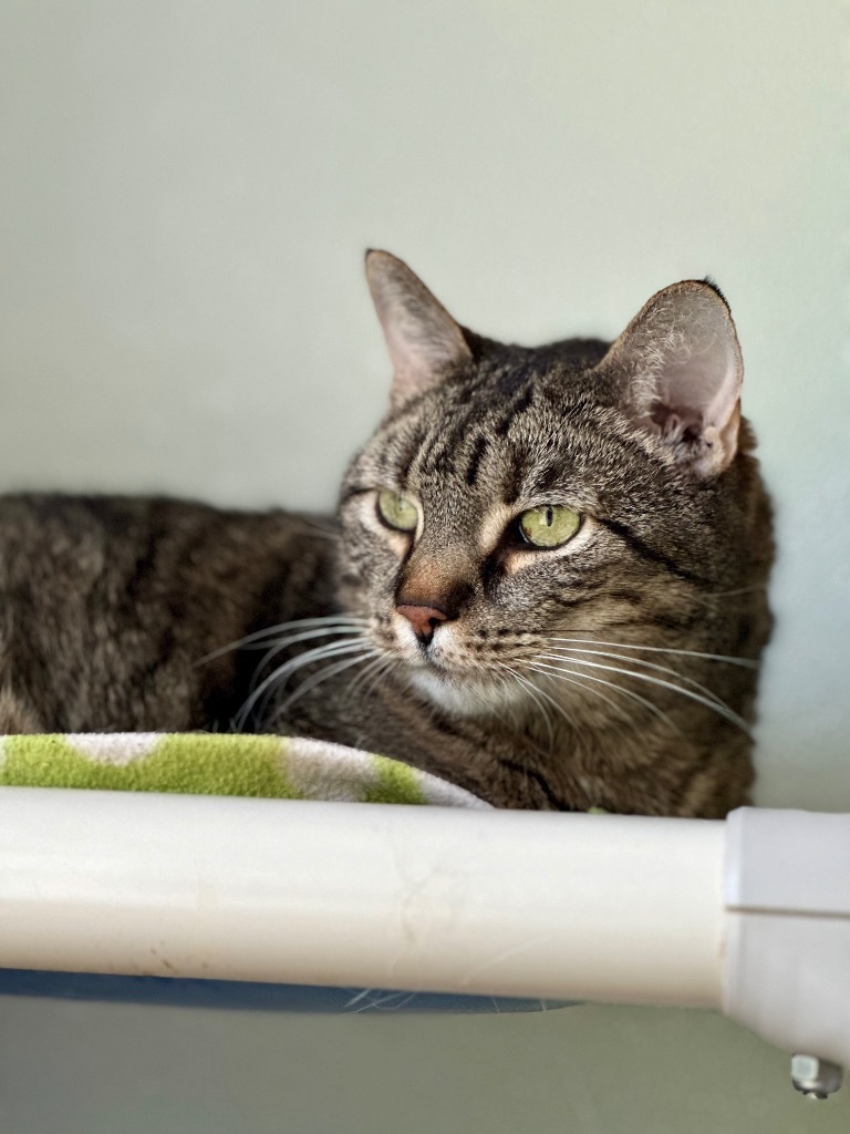 Lilly, an adoptable Domestic Short Hair in Cumberland, ME, 04021 | Photo Image 2