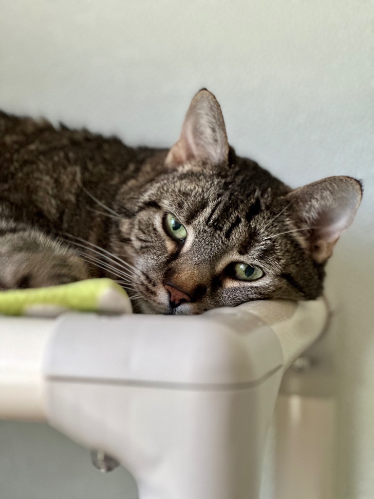 Lilly, an adoptable Domestic Short Hair in Cumberland, ME, 04021 | Photo Image 3