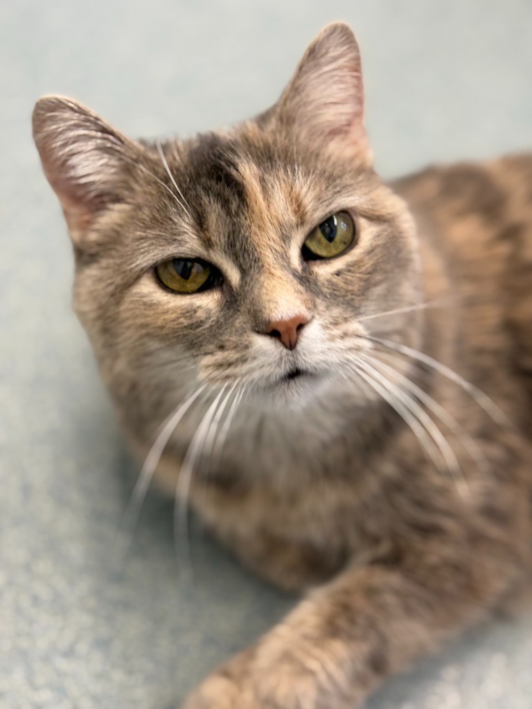 Sassy, an adoptable Domestic Short Hair in Cumberland, ME, 04021 | Photo Image 1
