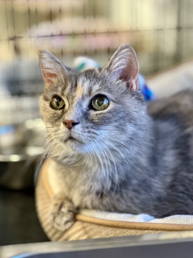 Sassy, an adoptable Domestic Short Hair in Cumberland, ME, 04021 | Photo Image 2