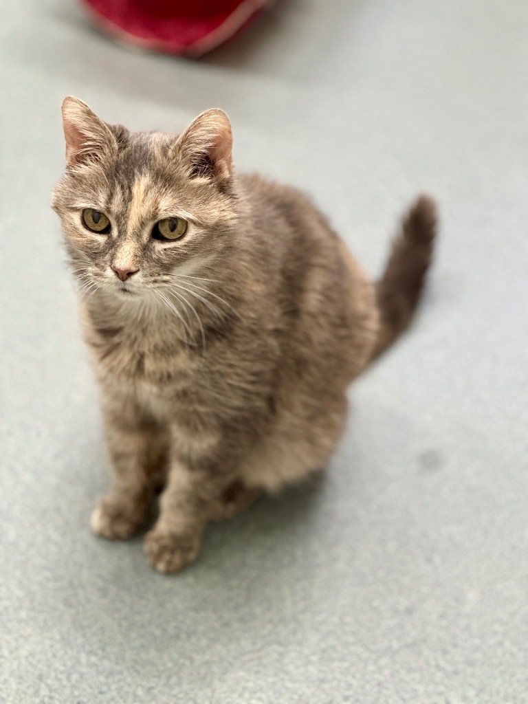 Sassy, an adoptable Domestic Short Hair in Cumberland, ME, 04021 | Photo Image 3