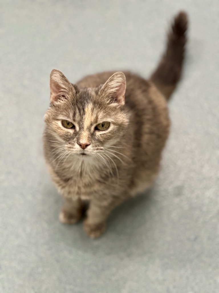 Sassy, an adoptable Domestic Short Hair in Cumberland, ME, 04021 | Photo Image 4
