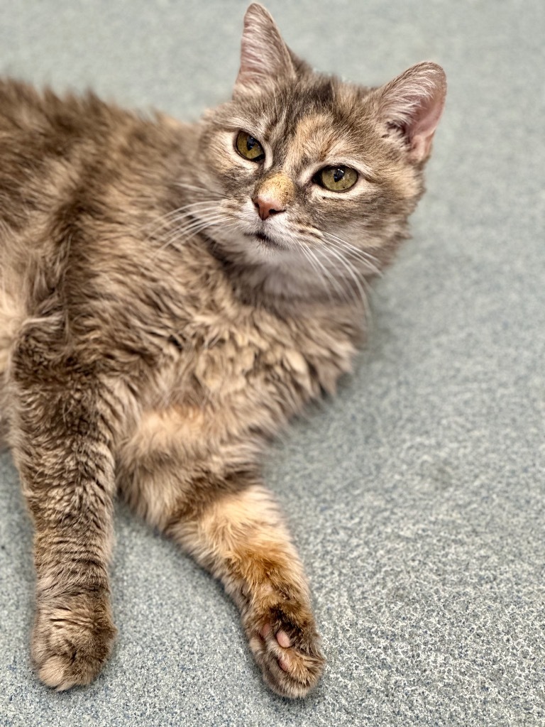 Sassy, an adoptable Domestic Short Hair in Cumberland, ME, 04021 | Photo Image 5