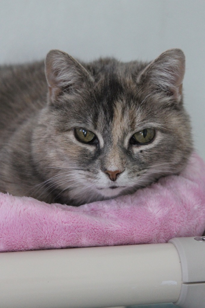 Sassy, an adoptable Domestic Short Hair in Cumberland, ME, 04021 | Photo Image 6