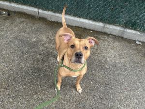 What my friends at ACC say about me I am looking for a home with a patient person I will