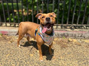 What my friends at ACC say about me I am looking for a home with a patient person I will