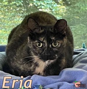 Eria, Young Female Domestic Short Hair