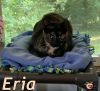 Eria photo 3