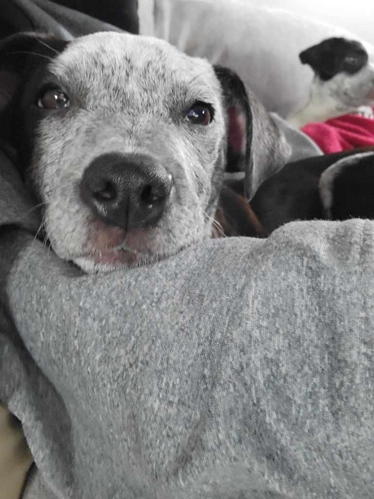 Fibi