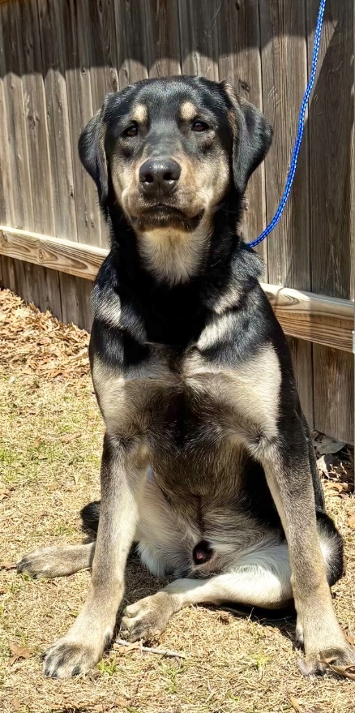 Moose, an adoptable Coonhound, German Shepherd Dog in Great Bend, KS, 67530 | Photo Image 1