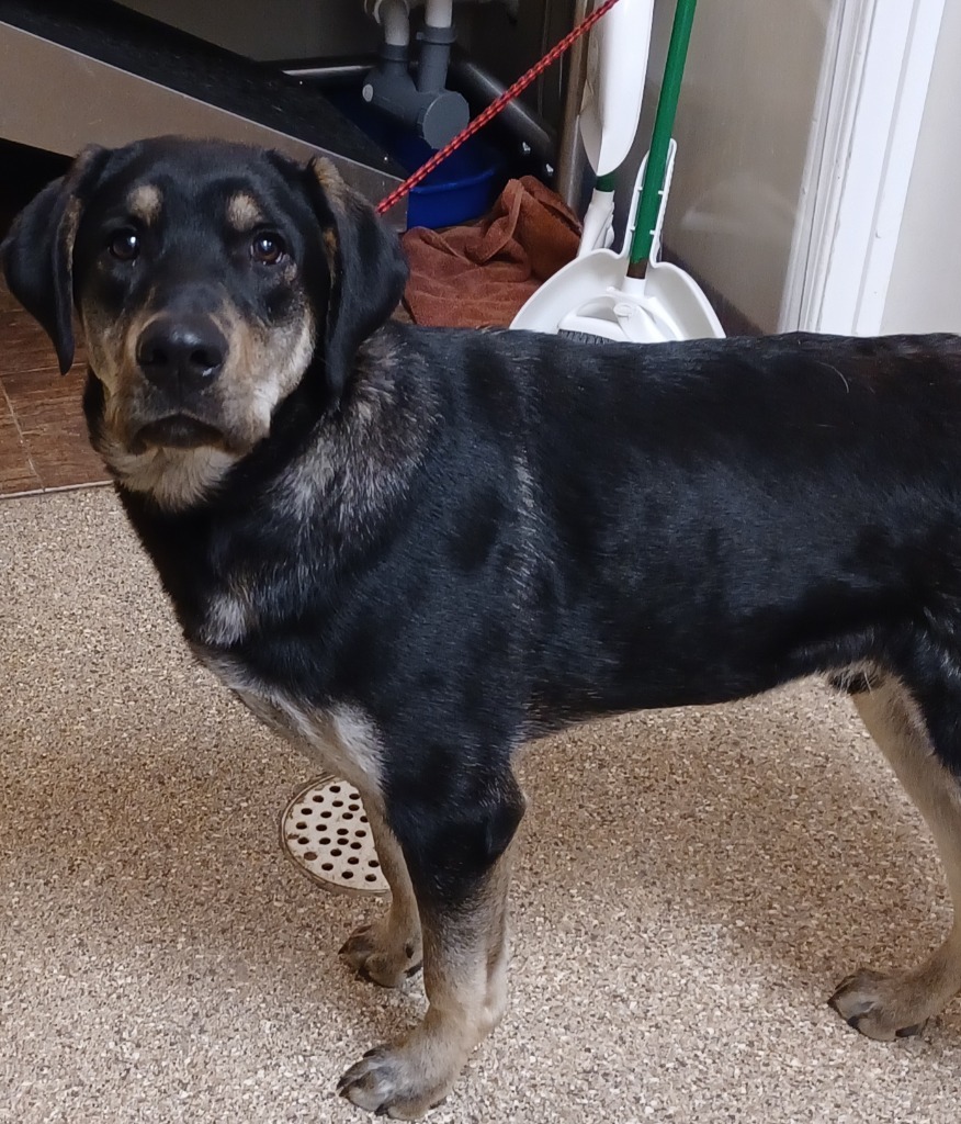 Moose, an adoptable Coonhound, German Shepherd Dog in Great Bend, KS, 67530 | Photo Image 2