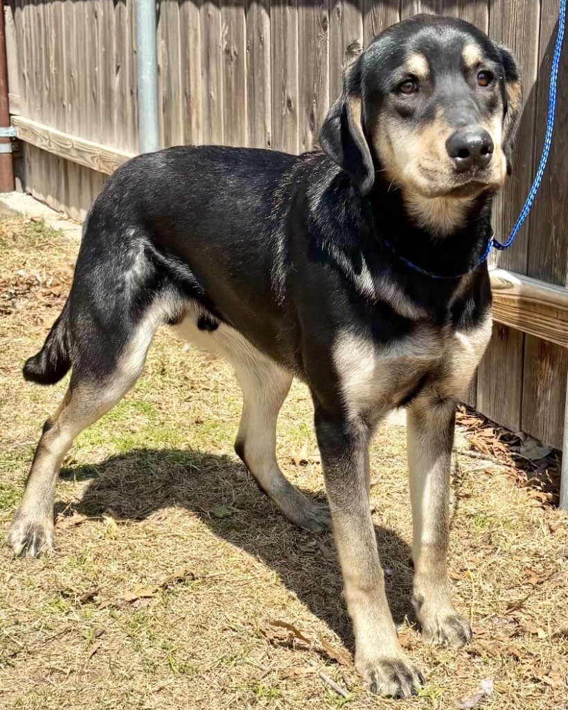 Moose, an adoptable Coonhound, German Shepherd Dog in Great Bend, KS, 67530 | Photo Image 3