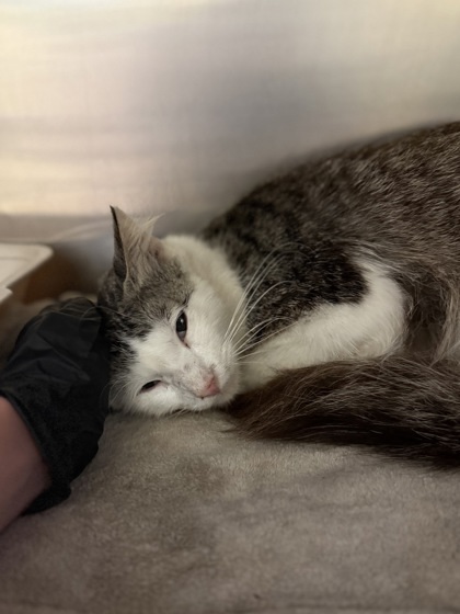 Meeko thumbnail 2