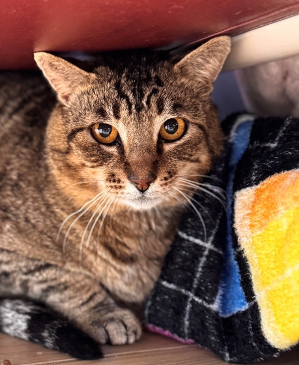 Tora