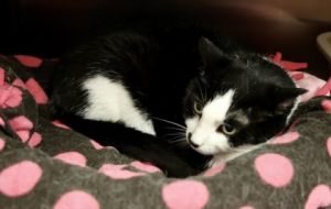 Ollie, Senior Female unknown