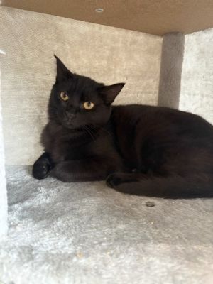 Isaac Hanson, Young Male Domestic Short Hair