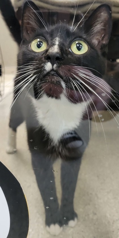 Kami