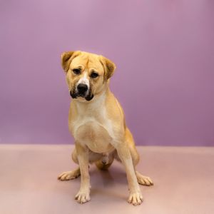 Primary Color Tan Secondary Color White Weight 70lbs Age 1yrs 0mths 3wks Animal has been Neutere