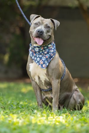 Elsa Noelle, Adult Female American Staffordshire Terrier