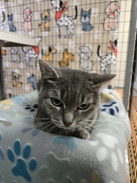 Cocoa