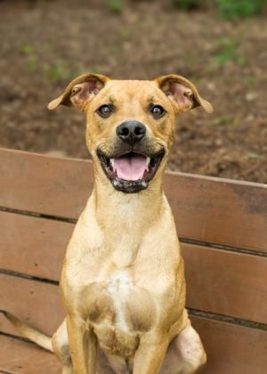 Noble 56961 Mixed Breed Dog