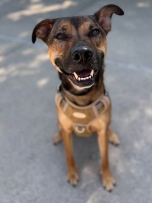 Maximus