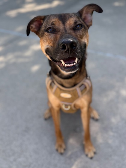 Maximus