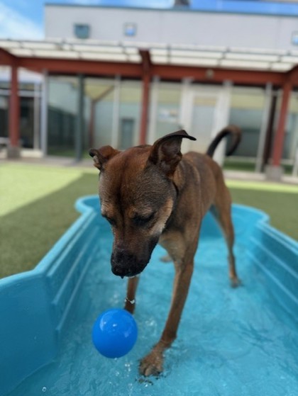 Maximus 3
