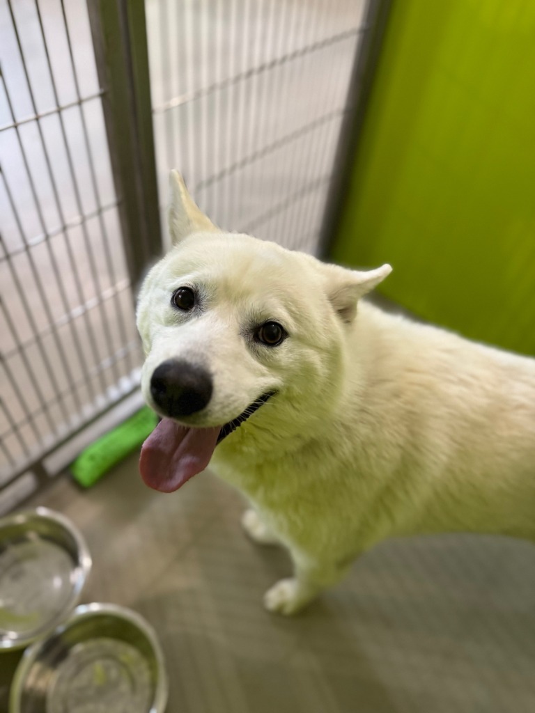 Everest, an adoptable Husky in Redwood Falls, MN, 56283 | Photo Image 1