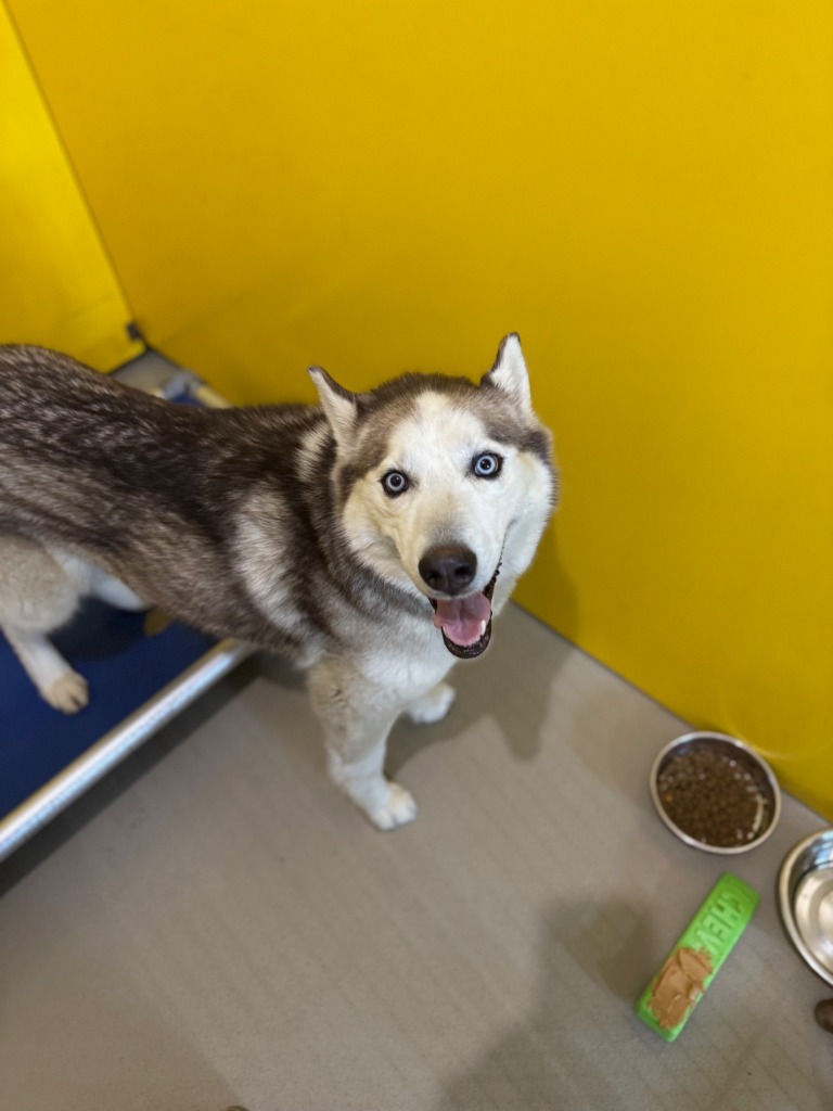 Jessie, an adoptable Siberian Husky in Redwood Falls, MN, 56283 | Photo Image 1