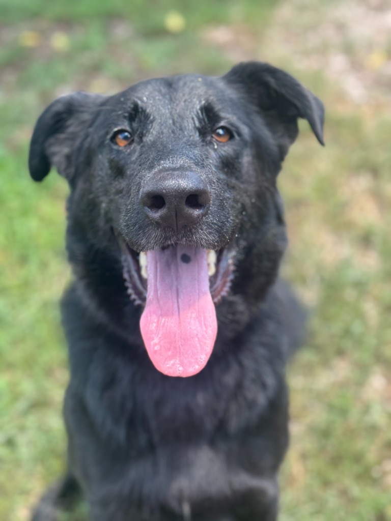 Drillbit (Dakota)