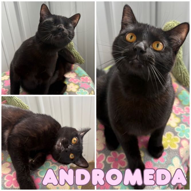 Andromeda