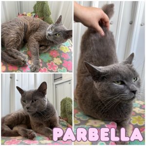 Parbella
