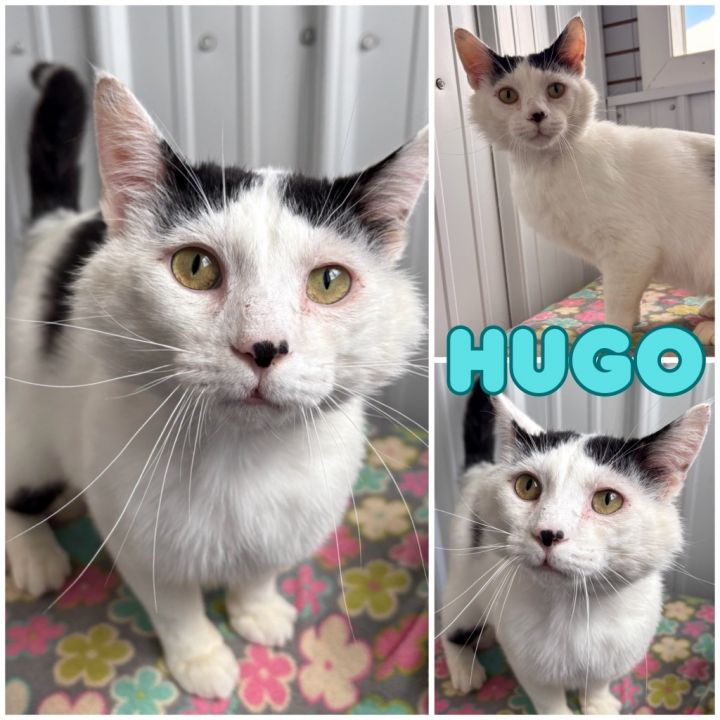 Hugo - Silo 1