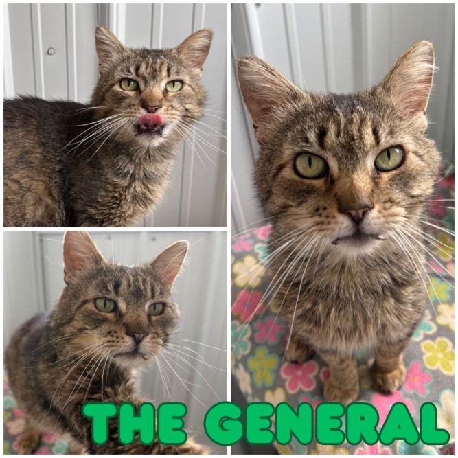General