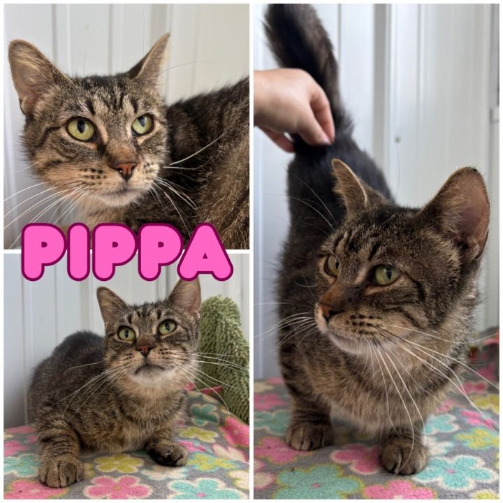 Pippa 1