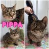 Pippa photo 1
