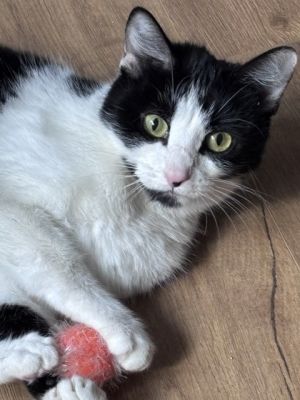 Blair, Adult Female Domestic Short Hair