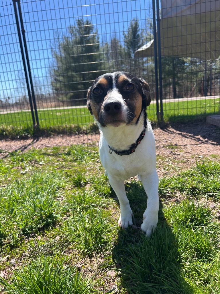 Sonic, an adoptable Rat Terrier in Ashland, WI, 54806 | Photo Image 1
