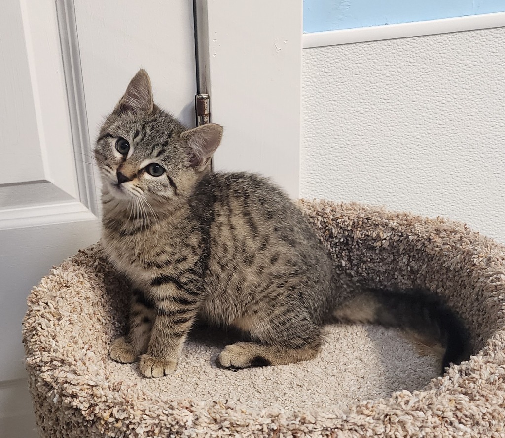 Angels, an adoptable Domestic Short Hair in Gold Beach, OR, 97444 | Photo Image 1