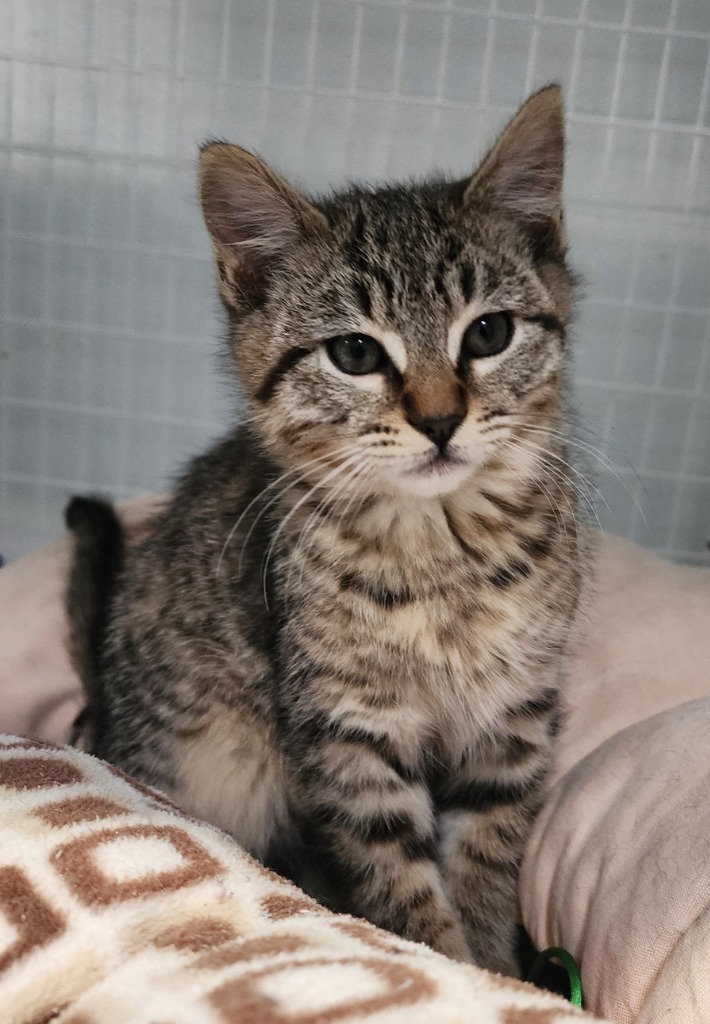Angels, an adoptable Domestic Short Hair in Gold Beach, OR, 97444 | Photo Image 2