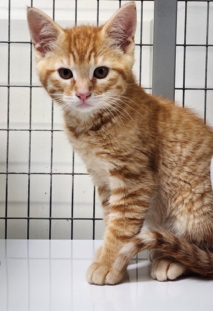 Cheeseburger, an adoptable Domestic Short Hair in Gold Beach, OR, 97444 | Photo Image 1