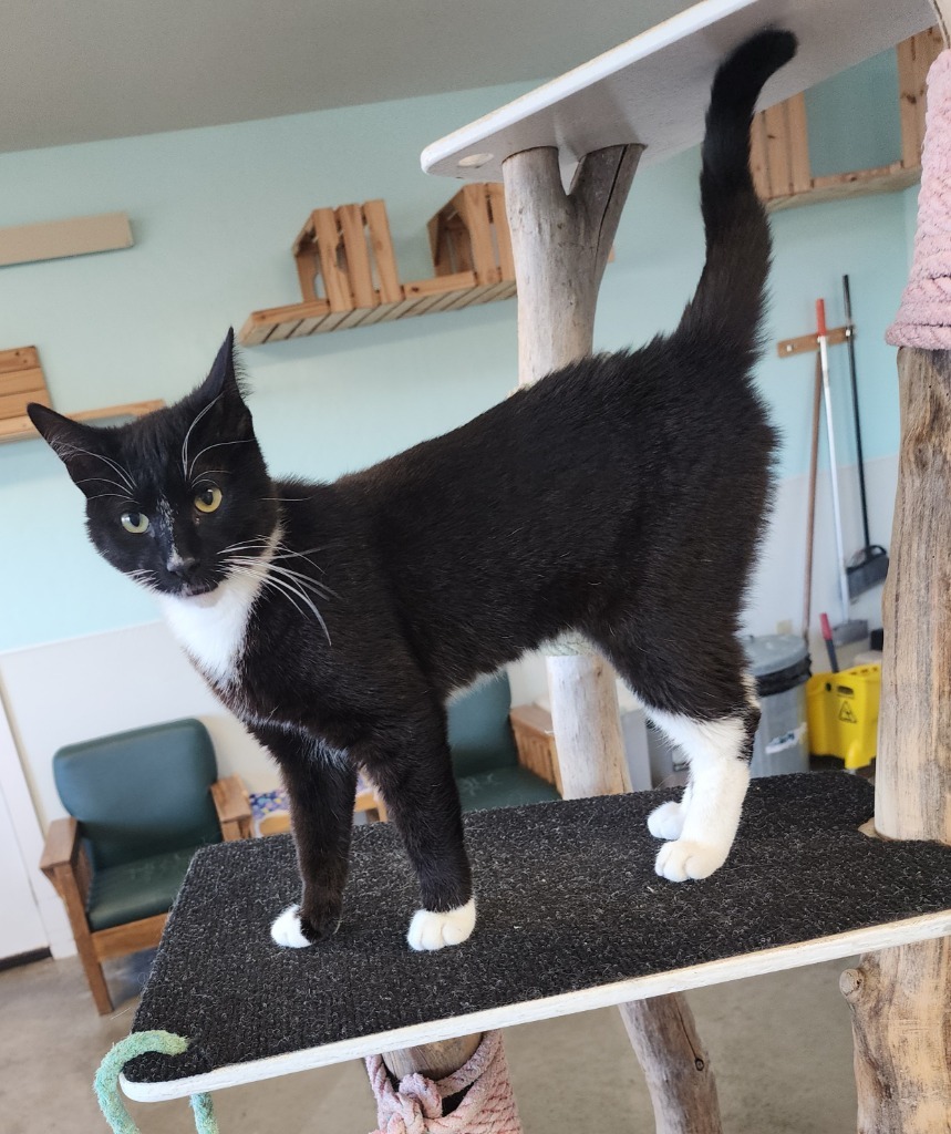 Oreo, an adoptable Domestic Short Hair in Gold Beach, OR, 97444 | Photo Image 1