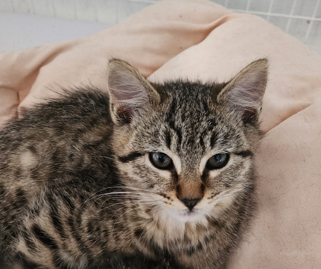Max, an adoptable Domestic Short Hair in Gold Beach, OR, 97444 | Photo Image 1