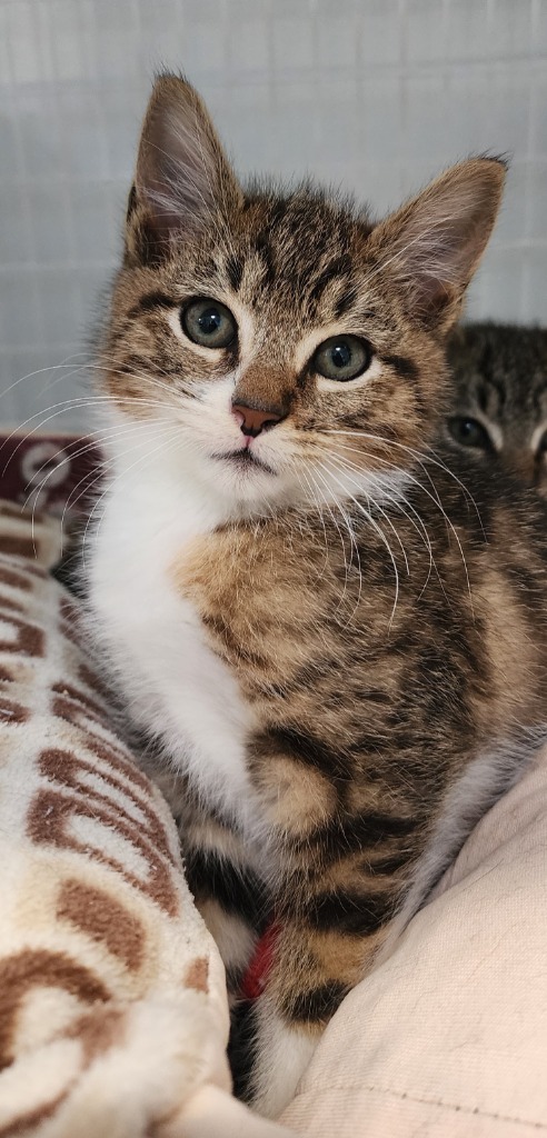 White Sox, an adoptable Domestic Short Hair in Gold Beach, OR, 97444 | Photo Image 1